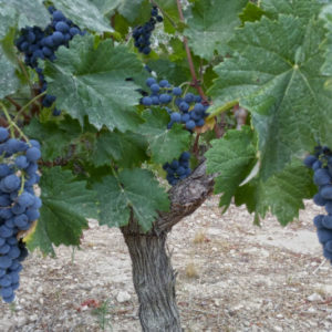 виноградники Испании