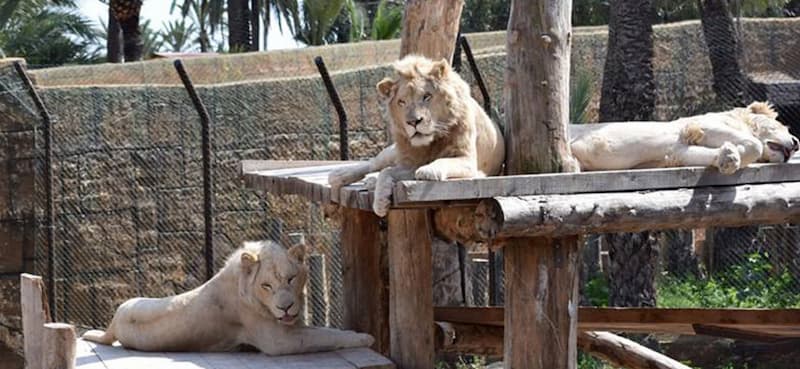 Африканские львы, Сафари Эльче фото